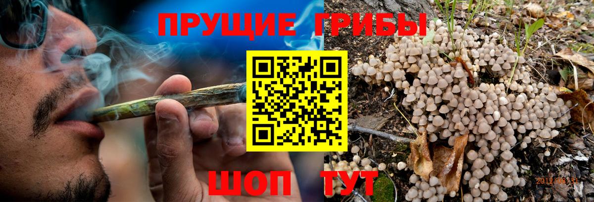 Галлюциногенные грибы мухоморы Горно-Алтайск